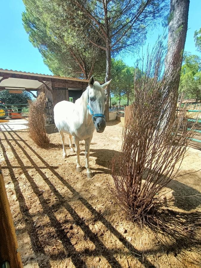 Family House Cup- Quinta Pinheirinhas Holiday home Tomar